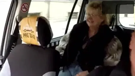Doggystyle in car european